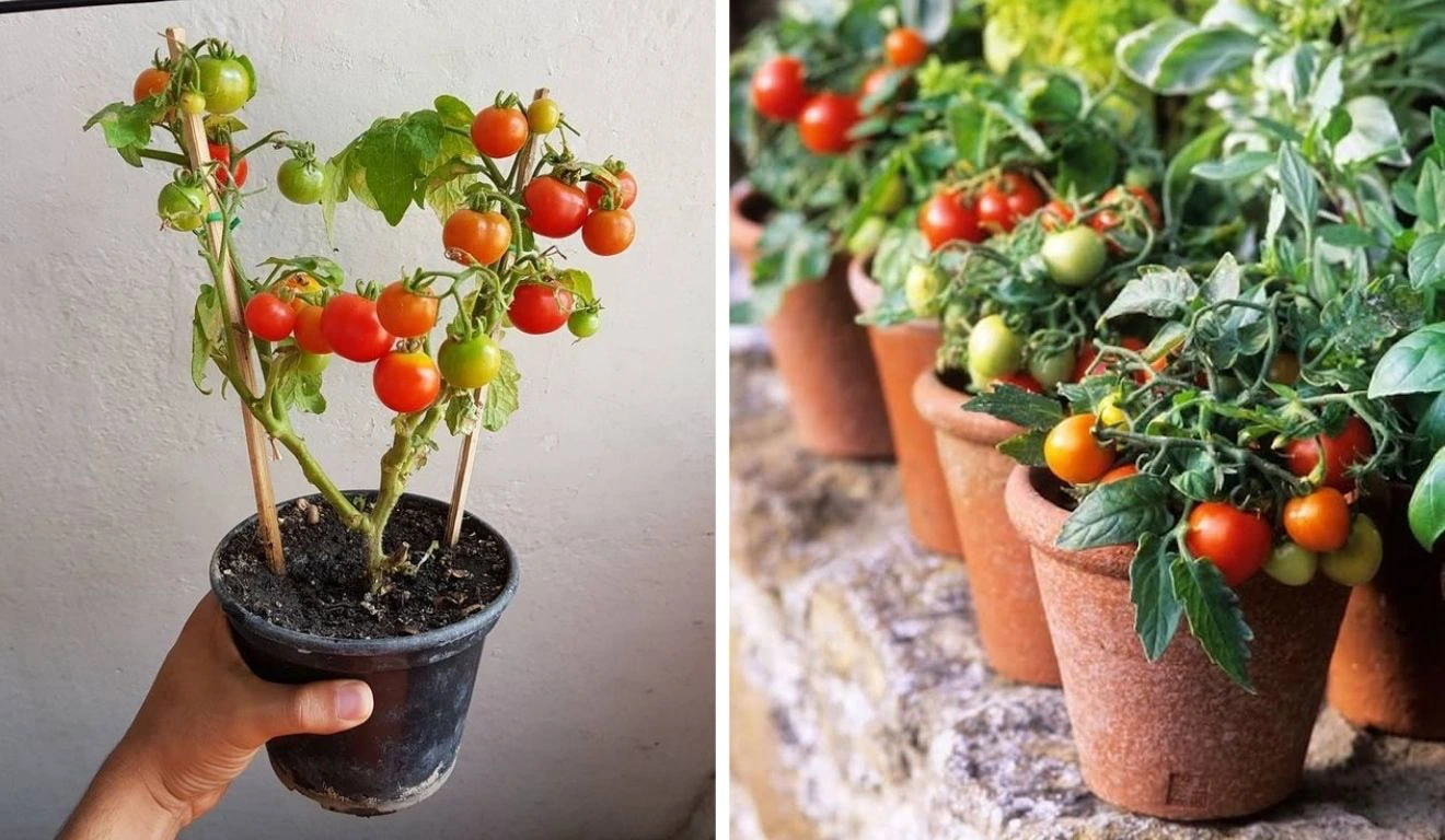 Tomates produzindo em recipientes pequenos; imagem ilustrativa.